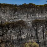 El treballador detingut per l’incendi forestal de les Gavarres queda en llibertat privat:-l’incendi-de-les-gavarres-continua-estabilitzat-pero-els-bombers-mantenen-la-preocupacio-pel-flanc-dret