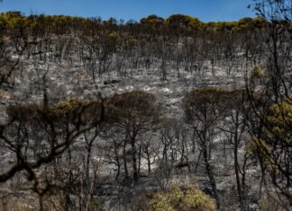 El treballador detingut per l’incendi forestal de les Gavarres queda en llibertat privat:-l’incendi-de-les-gavarres-continua-estabilitzat-pero-els-bombers-mantenen-la-preocupacio-pel-flanc-dret