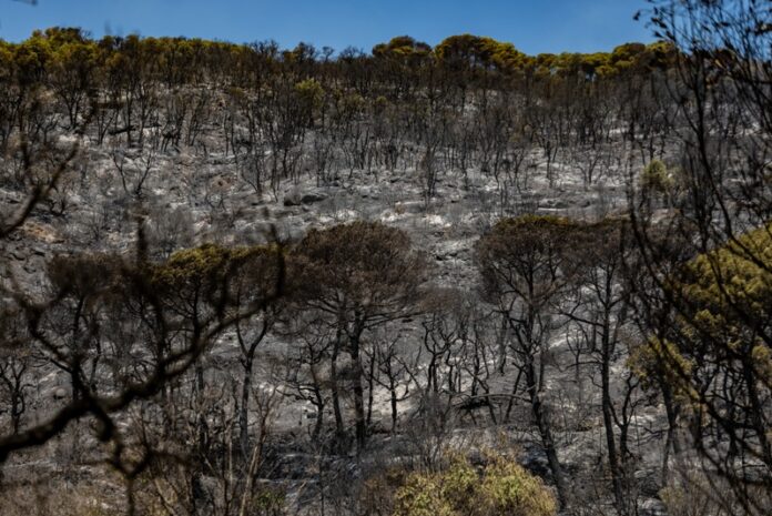 privat:-l’incendi-de-les-gavarres-continua-estabilitzat-pero-els-bombers-mantenen-la-preocupacio-pel-flanc-dret privat:-l’incendi-de-les-gavarres-continua-estabilitzat-pero-els-bombers-mantenen-la-preocupacio-pel-flanc-dret