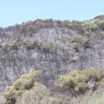 Junts reclama la documentació sobre l’ordre d’aturar els treballs abans de l’incendi de les Gavarres privat:-junts-demana-copia-de-l’ordre-de-territori-per-aturar-feines-de-manteniment-els-dies-previs-al-foc-de-les-gavarres