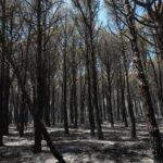 El Consorci de les Gavarres defineix el full de ruta per recuperar el massís després de l’incendi privat:-els-bombers-donen-per-controlat-l’incendi-de-les-gavarres