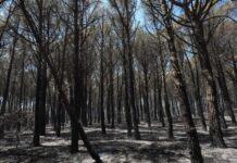El Consorci de les Gavarres defineix el full de ruta per recuperar el massís després de l’incendi privat:-els-bombers-donen-per-controlat-l’incendi-de-les-gavarres