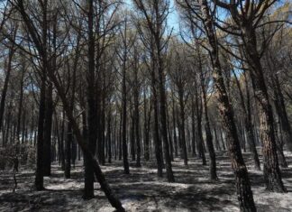 El Consorci de les Gavarres defineix el full de ruta per recuperar el massís després de l’incendi privat:-els-bombers-donen-per-controlat-l’incendi-de-les-gavarres