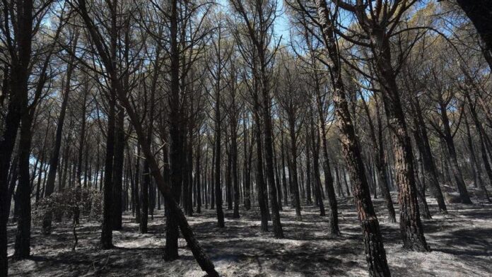 privat:-els-bombers-donen-per-controlat-l’incendi-de-les-gavarres privat:-els-bombers-donen-per-controlat-l’incendi-de-les-gavarres