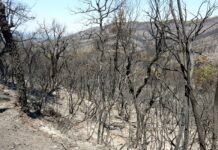 La Liada per les Gavarres esgota les inscripcions de la caminada amb més d’un miler de participants privat:-territori-veu-“indicis”-per-obrir-un-expedient-sancionador-a-l’empresa-responsable-dels-treballs-del-foc-de-les-gavarres