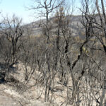 L’alcalde de Cruïlles critica el confinament de tot el municipi quan només hi havia un sol nucli habitat afectat Cruïlles incendi