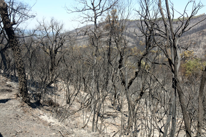 4eb91d98-8ba0-4c2d-b71a-ce55908cd301 Cruïlles incendi