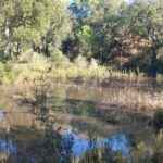 El Consorci de les Gavarres compra una finca de 70 hectàrees amb una gran concentració d’espècies d’interès Consorci de les Gavarres compra terreny llagostera