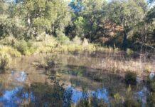 El Consorci de les Gavarres compra una finca de 70 hectàrees amb una gran concentració d’espècies d’interès Consorci de les Gavarres compra terreny llagostera