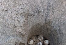 Localitzen el primer niu de tortuga careta de la temporada a la platja de l’Estartit Niu tortuga careta Estartit