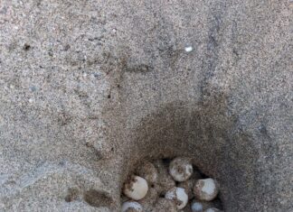 Localitzen el primer niu de tortuga careta de la temporada a la platja de l’Estartit Niu tortuga careta Estartit