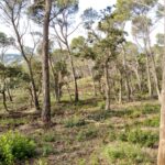 Palafrugell reforça la prevenció d’incendis amb més control de les parcel·les i el manteniment de les franges forestals