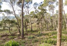 Palafrugell reforça la prevenció d’incendis amb més control de les parcel·les i el manteniment de les franges forestals