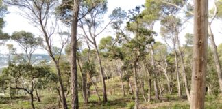Palafrugell reforça la prevenció d’incendis amb més control de les parcel·les i el manteniment de les franges forestals