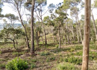 Palafrugell reforça la prevenció d’incendis amb més control de les parcel·les i el manteniment de les franges forestals