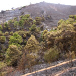 El Govern preveu «triplicar» la gestió forestal dels boscos i signa un acord amb les diputacions per prevenir incendis