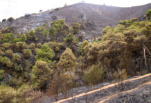 El Govern preveu «triplicar» la gestió forestal dels boscos i signa un acord amb les diputacions per prevenir incendis