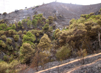 El Govern preveu «triplicar» la gestió forestal dels boscos i signa un acord amb les diputacions per prevenir incendis