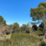 SOS Costa Brava i Salvem Begur rebutgen una nova urbanització en una zona forestal de Begur