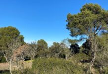 SOS Costa Brava i Salvem Begur rebutgen una nova urbanització en una zona forestal de Begur