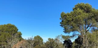 SOS Costa Brava i Salvem Begur rebutgen una nova urbanització en una zona forestal de Begur