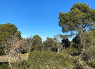 SOS Costa Brava i Salvem Begur rebutgen una nova urbanització en una zona forestal de Begur