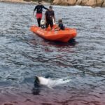 Mor un dofí al litoral de Sant Feliu de Guíxols malgrat l’actuació dels serveis d’emergència