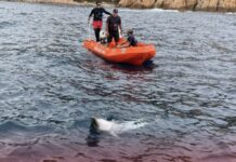 Mor un dofí al litoral de Sant Feliu de Guíxols malgrat l’actuació dels serveis d’emergència