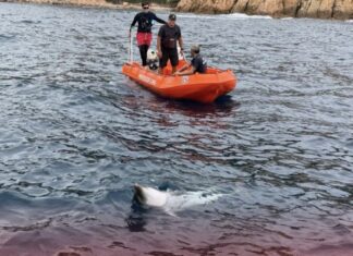 Mor un dofí al litoral de Sant Feliu de Guíxols malgrat l’actuació dels serveis d’emergència