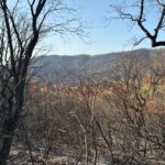 Brotar de les cendres, el camí de les Gavarres després de l’incendi Incendi de les Gavarres un mes després