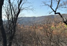Brotar de les cendres, el camí de les Gavarres després de l’incendi Incendi de les Gavarres un mes després