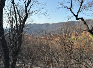 Brotar de les cendres, el camí de les Gavarres després de l’incendi Incendi de les Gavarres un mes després