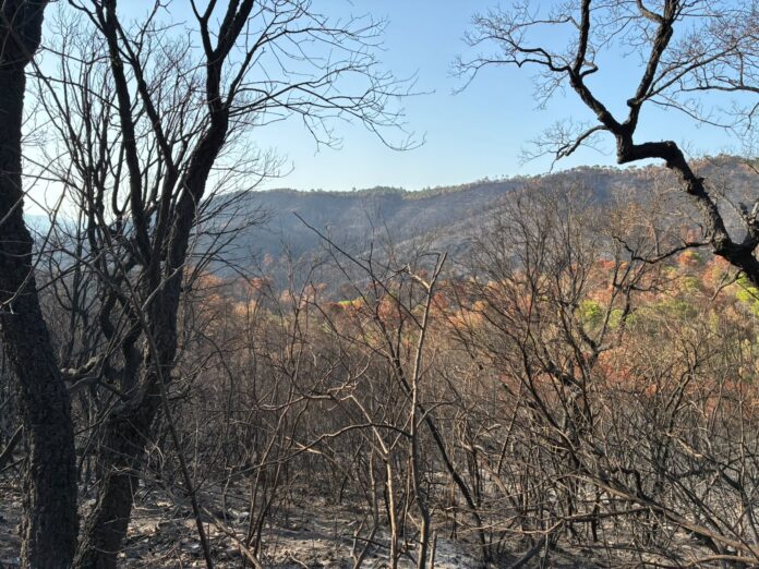 WhatsApp Image 2026-08-02 at 20.00.28 Incendi de les Gavarres un mes després