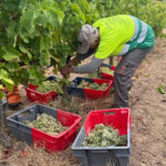 Les pluges de l’hivern fan recuperar la producció habitual de vi de la DO Empordà que mantenen una «qualitat excel·lent» Producció vi Do Empordà /ACN
