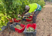 Les pluges de l’hivern fan recuperar la producció habitual de vi de la DO Empordà que mantenen una «qualitat excel·lent» Producció vi Do Empordà /ACN