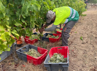 Les pluges de l’hivern fan recuperar la producció habitual de vi de la DO Empordà que mantenen una «qualitat excel·lent» Producció vi Do Empordà /ACN