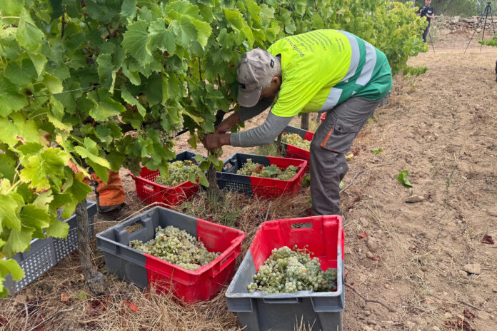 Producció vi Do Empordà /ACN