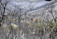 La Generalitat sanciona amb 300.000 euros l’empresa on treballava l’operari que va originar l’incendi de les Gavarres Gavarres