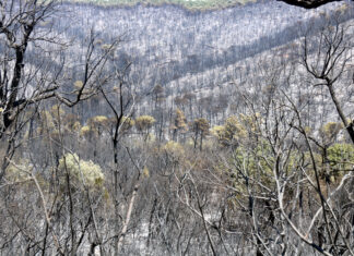 La Generalitat sanciona amb 300.000 euros l’empresa on treballava l’operari que va originar l’incendi de les Gavarres Gavarres